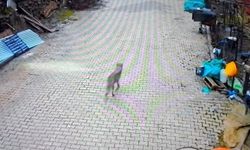 Feke'de Yerleşim Alanına İnen Kurt Kamerada