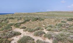 Gökçeada'da Türkiye'nin En Büyük Ada Martısı Kolonisi Keşfedildi