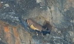 Gümüşhane'de Boynuzlu Dağ Keçisi Dar Mağaraya Girdi