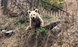Gümüşhane'de Yavru Ayı Köy Merkezinde Vatandaşlar Tarafından Beslendi