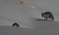 Hakkari'de Tilkilerin Oyun Anları Kamerada