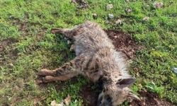 Halfeti'de Köpeklerin Saldırısına Uğrayan Sırtlan Öldü