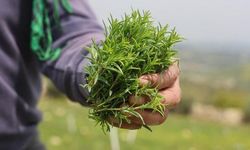 Hatay Altınözü'nde Zahter Hasadı Başladı: Kilogramı 300-400 TL Arasında Satılıyor