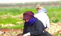 Hatay Reyhanlı'da Turfanda Soğan Hasadı Başladı