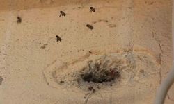 Hatay'da Mahalledeki Bal Arıları Çocukların Taş Atmasıyla Kısa Süreli Kızgınlık Yaşadı