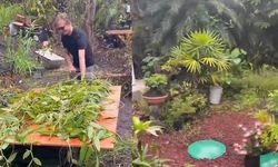 Hawaii'de Bahçede Bulunan Vanilya Sarmaşıkları Çiftin Yüzünü Güldürdü