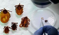İklim Değişikliği Kenelerin Yayılımını ve KKKA Riskini Artırıyor