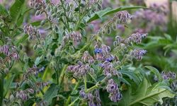 İlkbaharın Şifalı Bitkisi: Ebegümeci Otu