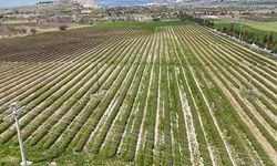 Isparta'da Gül Sezonu Başladı: Rekolte Beklentisi 13 Bin Ton