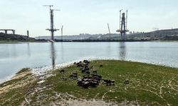 İstanbul Arnavutköy'de Sazlıdere Köprüsü İnşaatı ve Doğal Yaşam Bir Arada