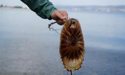 İzmit Körfezi'nde Kırmızı Pusula Denizanası Görüldü: Temas Etmeyin