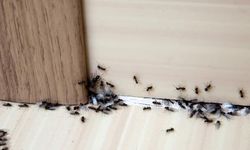 Karınca Sorununa Doğal Çözüm: Paçuli Yağıyla Evde Koruma