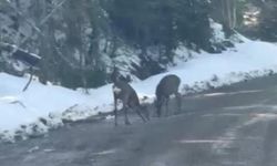 Kastamonu Daday'da Karacalar Su İçerken Kameralara Yansıdı