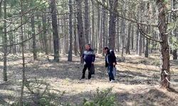 Kastamonu Ormanlarında Kuzugöbeği Bereketi: Kilosu 1500 TL'ye Satılıyor
