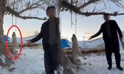 Kayseri'de Köpek Cinayeti Sosyal Medyada Tepki Topladı