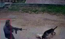 Kepez'de Sokak Köpeklerine Pompalı Tüfekle Ateş Açıldı: Bir Köpek Yaşamını Yitirdi