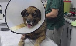 Kilimli'de Havlama Nedeniyle Vurulan Köpek Hayata Döndü