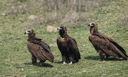 Kızılcahamam'da Nadir Kara Akbabalar Sürüsü Görüntülendi