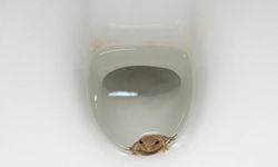 Klozetten Çıkabilecek 5 Canlı: Nadir de Olsa Karşınıza Çıkabilirler