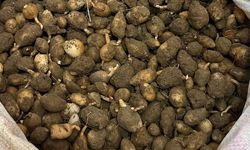 Kocaeli'de Nesli Tehlike Altındaki Salep Orkidesi Yumrularına El Konuldu