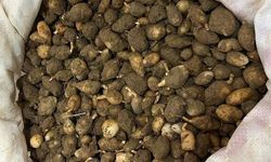 Kocaeli'de Nesli Tehlike Altındaki Salep Orkidesine El Konuldu