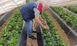 Köşk'te Çilek Üretiminde Pestisit Denetimleri Devam Ediyor