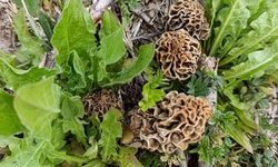 Kütahya'da Kuzugöbeği Mantarının Sezonu Başladı