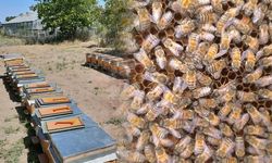 Malatya'da Arı Sütünün Kalitesi Bölge ve Beslenmeye Göre Değişiyor