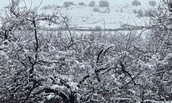 Malatya'da Kayısı Bahçeleri Karla Kaplandı