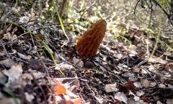 Manisa Demirci'de Kuzu Göbeği Mantarı Bereketi