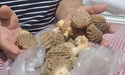 Manisa'da Doğal Olarak Yetişen Kuzugöbeği Mantarı Sofraları Süslemeye Başladı