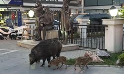Marmaris'te Yaban Domuzları Yerleşim Alanında Görüldü