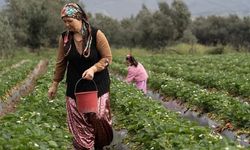 Menemen'de Yağışlar Çilek Hasadını Geciktirdi, Verim Artışı Sağladı