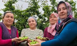 Mersin Silifke'de Erik Hasadı Başladı, Fiyatlar Düşüşte