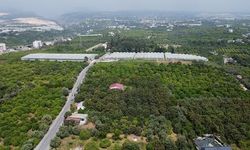 Mersin'de Malta Eriği Hasadı Başladı: İç Pazar 50-100 TL, İhracatta 4 Dolar