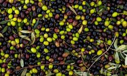 Mor Zeytin Sağlıkta Öne Çıkıyor