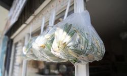 Muş'ta 'Askıda Çiriş Otu' Uygulaması Başladı