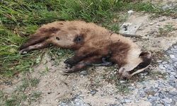 Nazilli'de Soyu Tehlike Altındaki Avrupa Porsuğu Silahla Öldürüldü