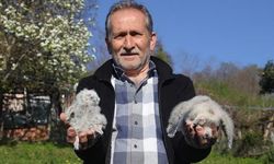 Ordu'da 20 Yıldır Baykuşların Yuvası Olan Serendi