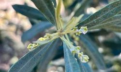 Salihli'de Zeytin Üreticilerine Pamuklu Bit Uyarısı