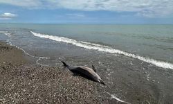 Samsun Sahilinde Ölü Yunusların Görülmesi Endişe Yarattı