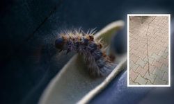 Sancaktepe'de Görüldü: Çam Kese Tırtıllarına Temas Hayati Risk Taşıyor