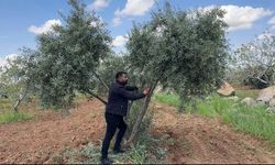 Şanlıurfa'da Zeytin Üreticilerine Bahar Bakımı Uyarısı