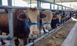 Şap Hastalığı Nedeniyle Bazı Bölgelere Kurbanlık Hayvan Girişi Yasaklandı