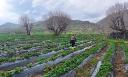 Sason Çileğinde Hasat Ertelemesi: Dolu ve Sağanak Etkisi