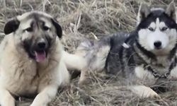 Sivas'ta Kangal ile Sibirya Kurdu Arasındaki Dostluk Gündem Oldu
