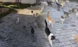Sosyal Medyada Viral Olan An: 128 Kedi Aynı Anda Mama İçin Koştu
