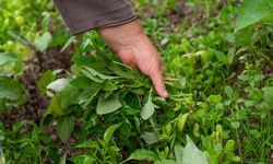 Su Teresi Dünyanın En Sağlıklı Yeşilliği Seçildi