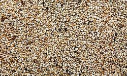 Susam, Kalsiyum Kaynağı Olarak Sütü Geride Bırakıyor