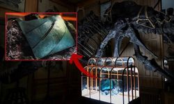 T-Rex Fosil Proteinlerinden Üretilen İlk Deri Çanta Amsterdam'da Sergilendi